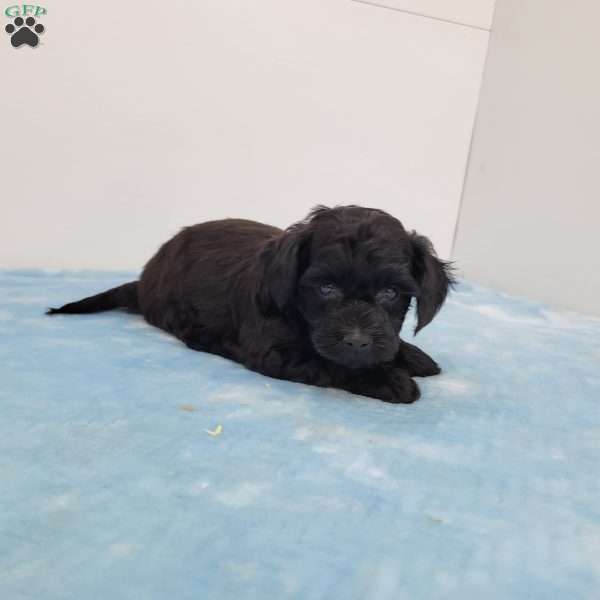 Yoni, Yorkie Poo Puppy