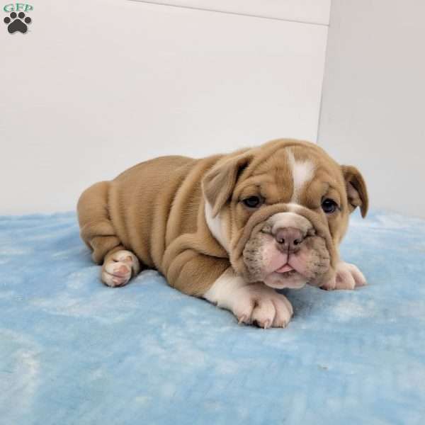 Edgar, English Bulldog Puppy