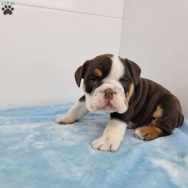 Eldon, English Bulldog Puppy
