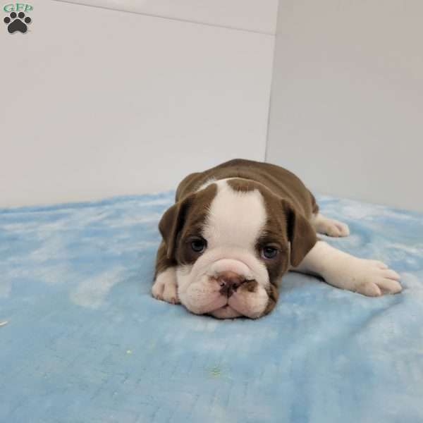 Evan, English Bulldog Puppy