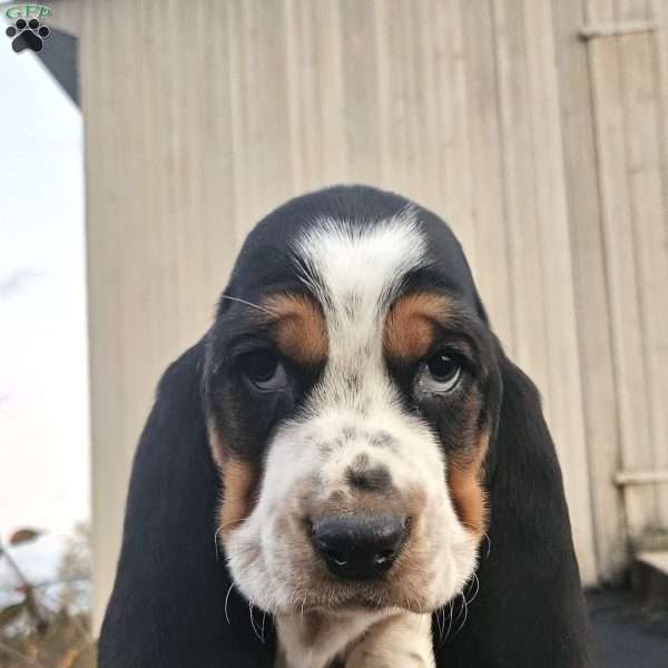 Walter, Basset Hound Puppy
