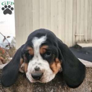 Walter, Basset Hound Puppy