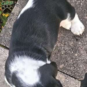Walter, Basset Hound Puppy