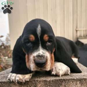 Bagel, Basset Hound Puppy