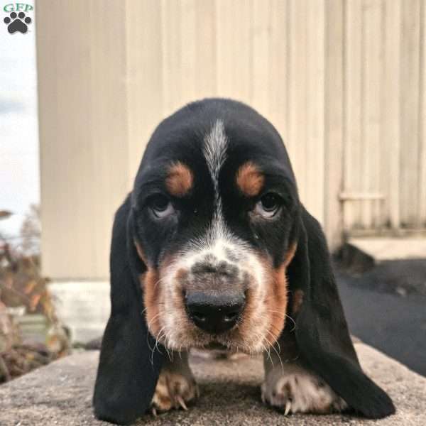 Bagel, Basset Hound Puppy