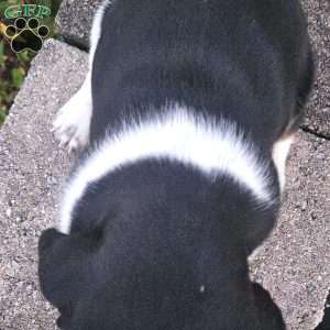 Bagel, Basset Hound Puppy