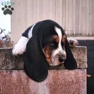 Otis, Basset Hound Puppy