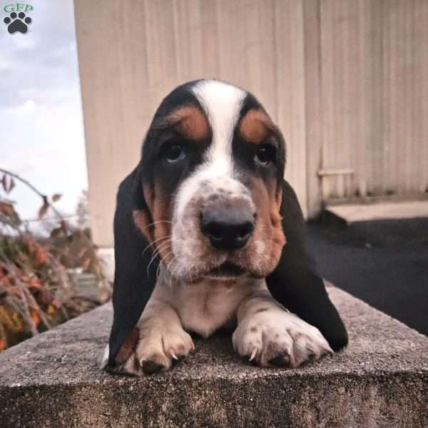 Otis, Basset Hound Puppy