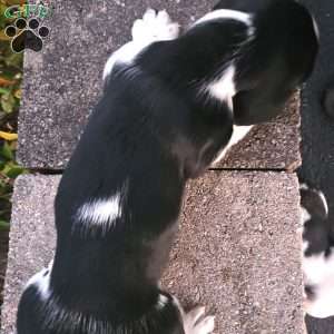 Otis, Basset Hound Puppy