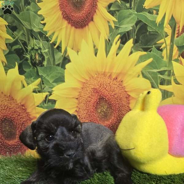 Jessi, Miniature Schnauzer Puppy