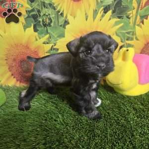 Jessi, Miniature Schnauzer Puppy