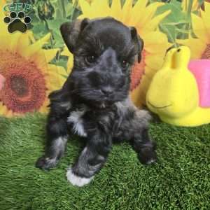 Jessi, Miniature Schnauzer Puppy