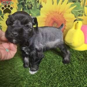 Jessi, Miniature Schnauzer Puppy