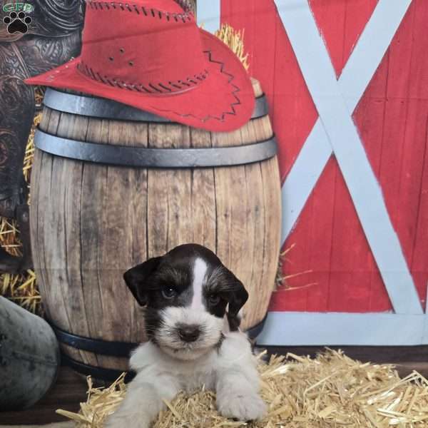 Woody, Miniature Schnauzer Puppy