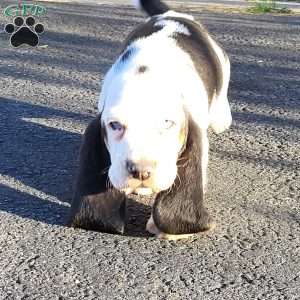 Snoopy, Basset Hound Puppy