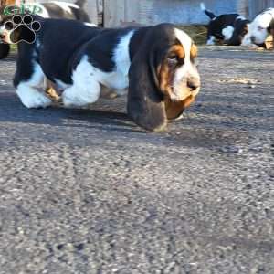 Walter, Basset Hound Puppy