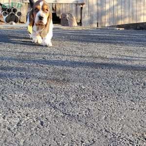 Winnie, Basset Hound Puppy