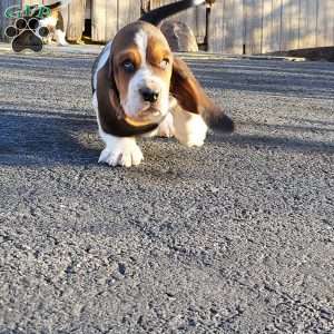 Winnie, Basset Hound Puppy
