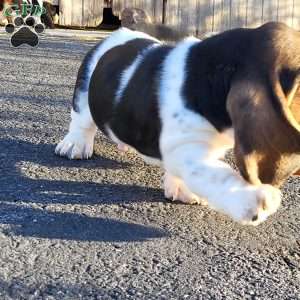 Winnie, Basset Hound Puppy