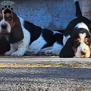 Walter, Basset Hound Puppy