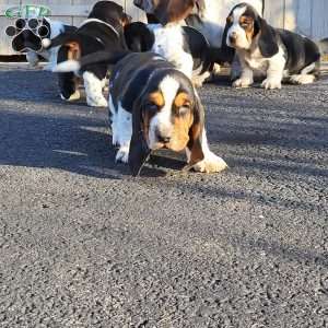 Snoopy, Basset Hound Puppy