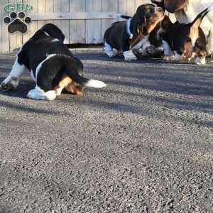 Snoopy, Basset Hound Puppy