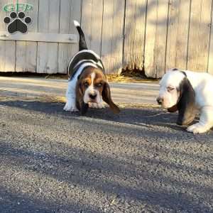 Winnie, Basset Hound Puppy