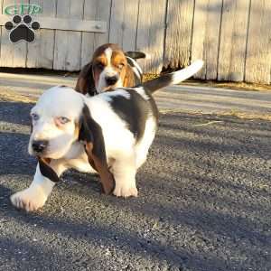 Snoopy, Basset Hound Puppy