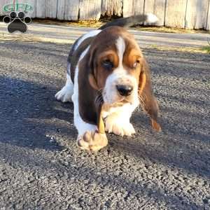 Winnie, Basset Hound Puppy