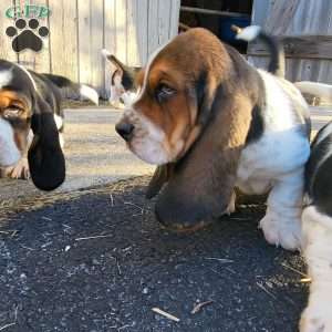 Winnie, Basset Hound Puppy