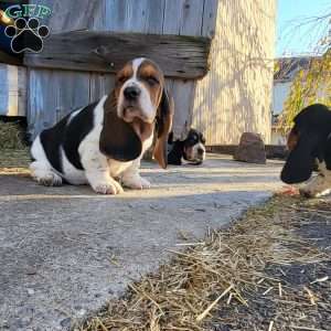 Winnie, Basset Hound Puppy