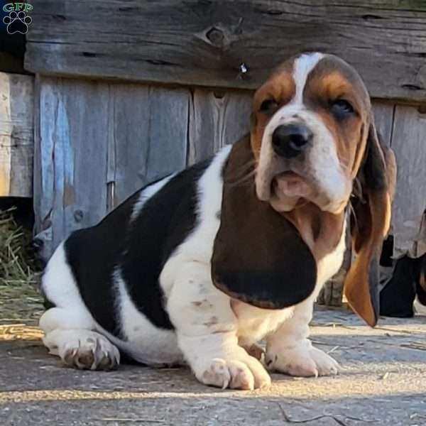 Winnie, Basset Hound Puppy