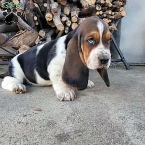 Winnie, Basset Hound Puppy