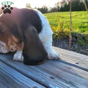 Winnie, Basset Hound Puppy