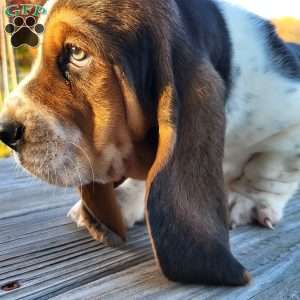 Winnie, Basset Hound Puppy