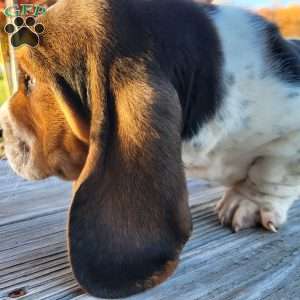 Winnie, Basset Hound Puppy