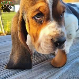 Winnie, Basset Hound Puppy