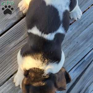 Winnie, Basset Hound Puppy