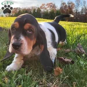 Sadie, Basset Hound Puppy