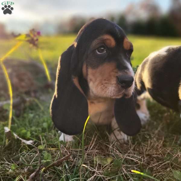 Sadie, Basset Hound Puppy