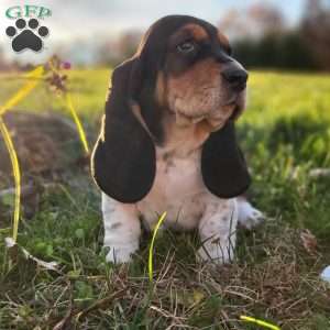 Sadie, Basset Hound Puppy