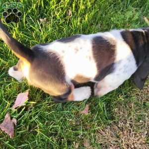 Sadie, Basset Hound Puppy