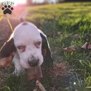 Snoopy, Basset Hound Puppy