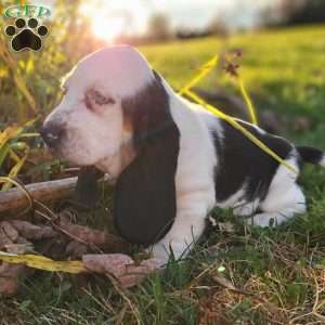 Snoopy, Basset Hound Puppy