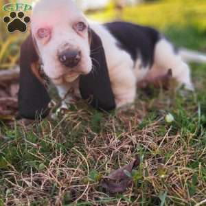 Snoopy, Basset Hound Puppy