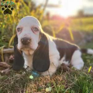Snoopy, Basset Hound Puppy