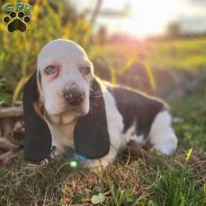 Snoopy, Basset Hound Puppy