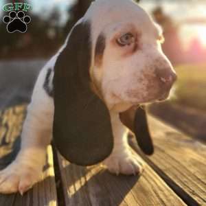 Snoopy, Basset Hound Puppy