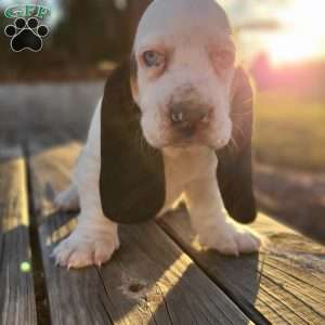 Snoopy, Basset Hound Puppy