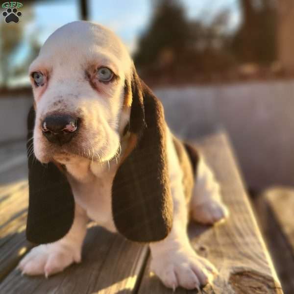 Snoopy, Basset Hound Puppy
